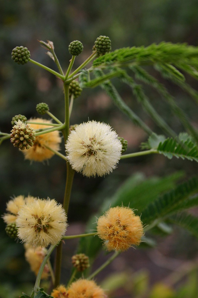 Albizia photo 2