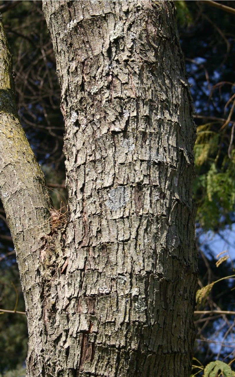 Albizia photo 5