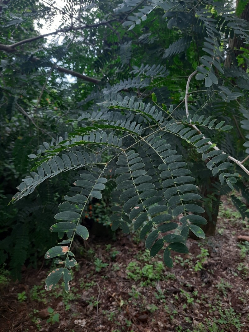 Albizia photo 6