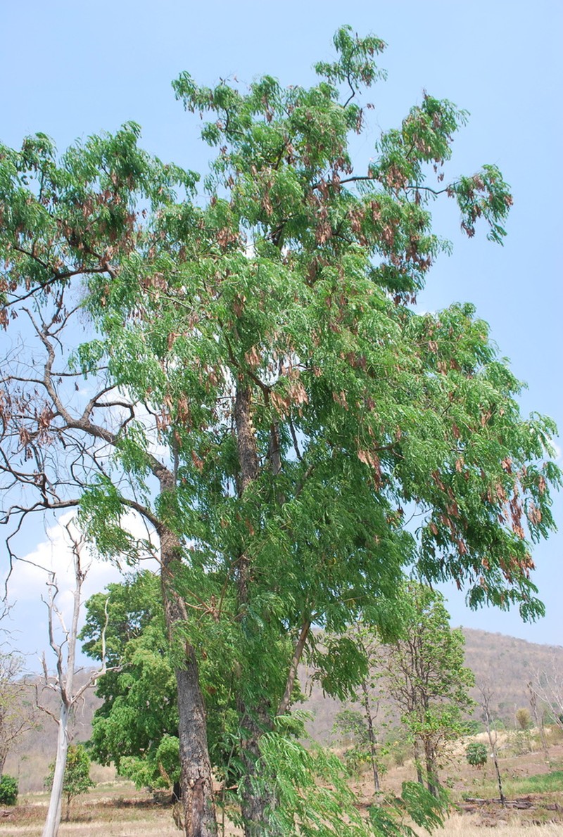 Albizia photo 7