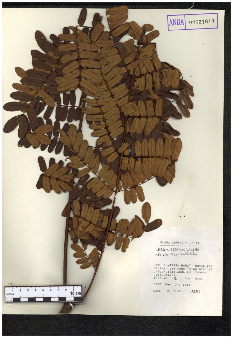 Albizia pedicellata