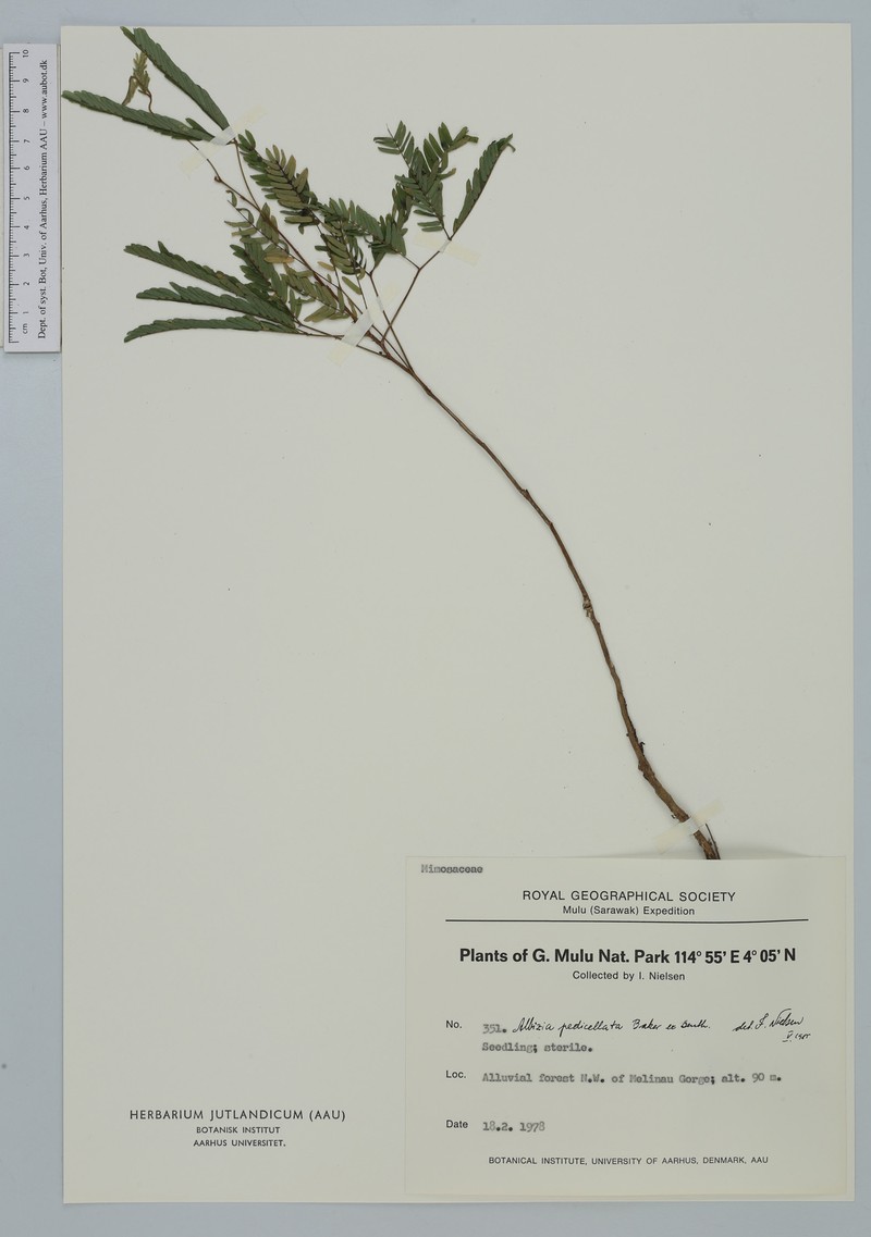 Albizia pedicellata photo 2