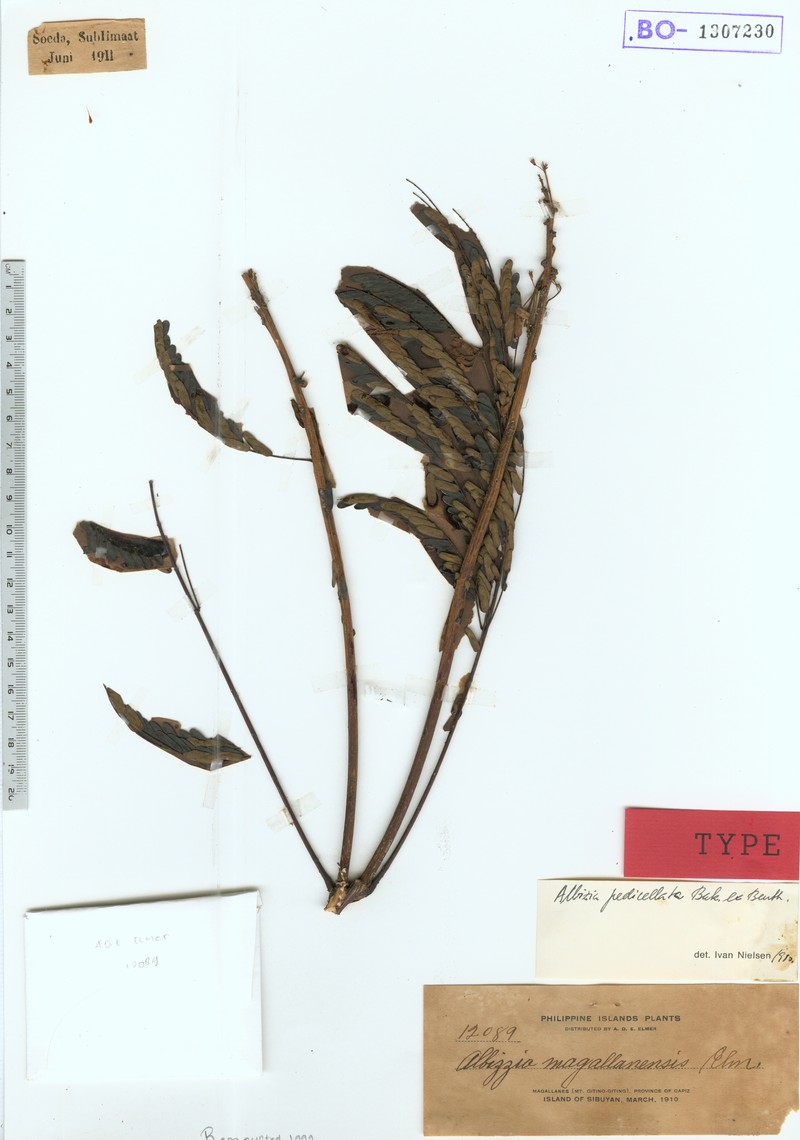 Albizia pedicellata photo 3