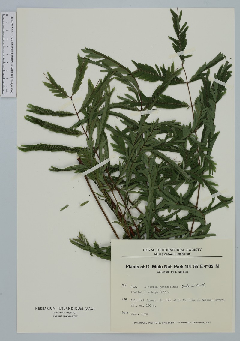 Albizia pedicellata photo 4