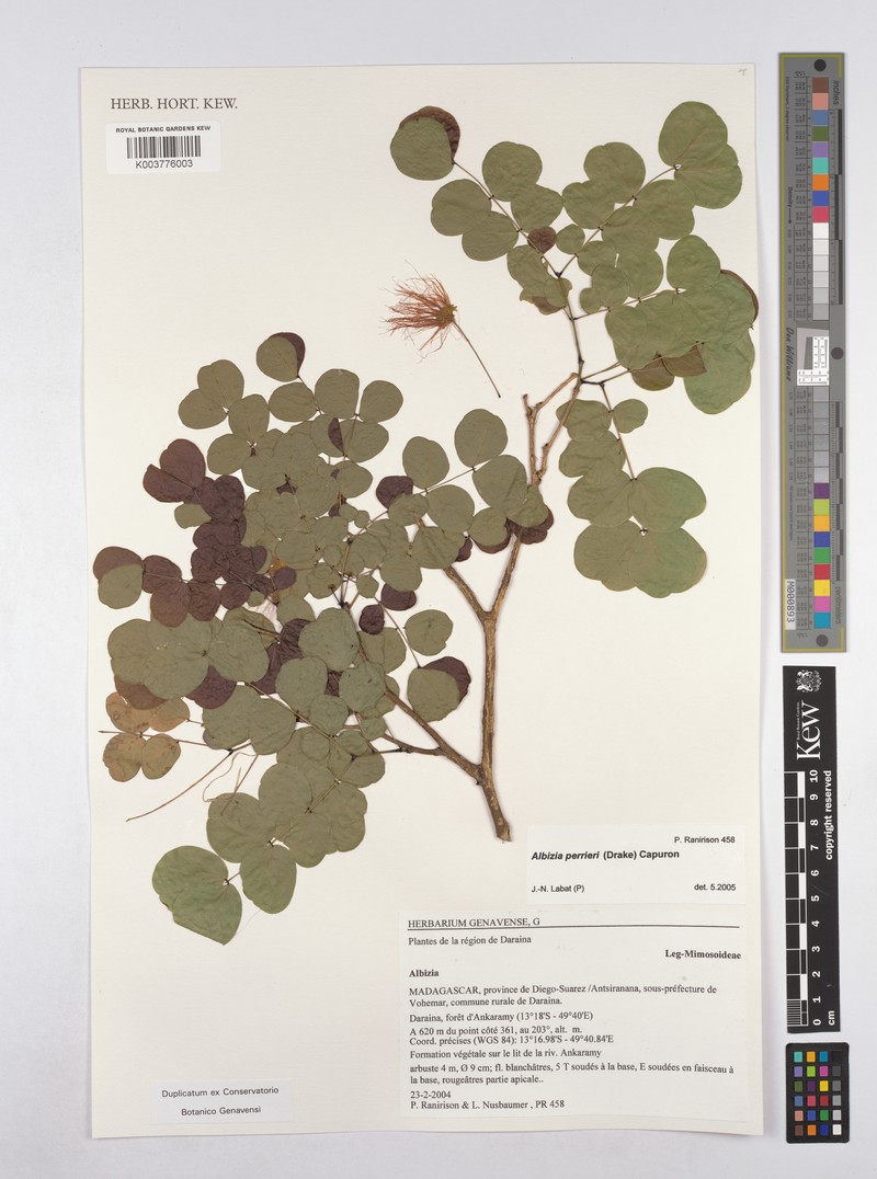 Albizia perrieri photo 3