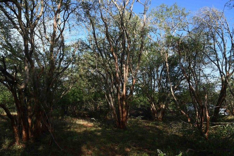 Albizia petersiana