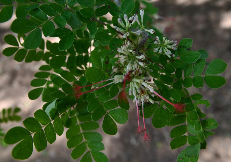 Albizia petersiana photo 3