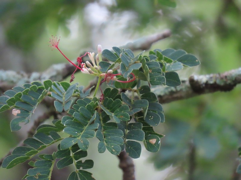 Albizia petersiana photo 8