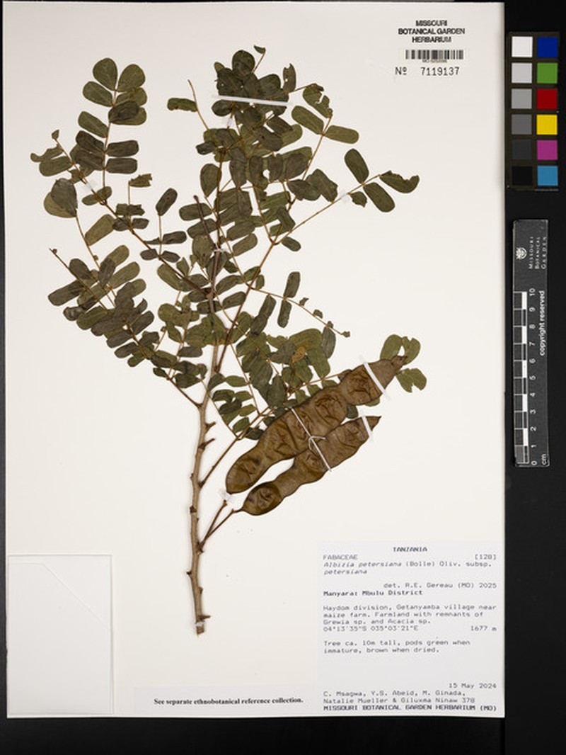 Albizia petersiana subsp. petersiana