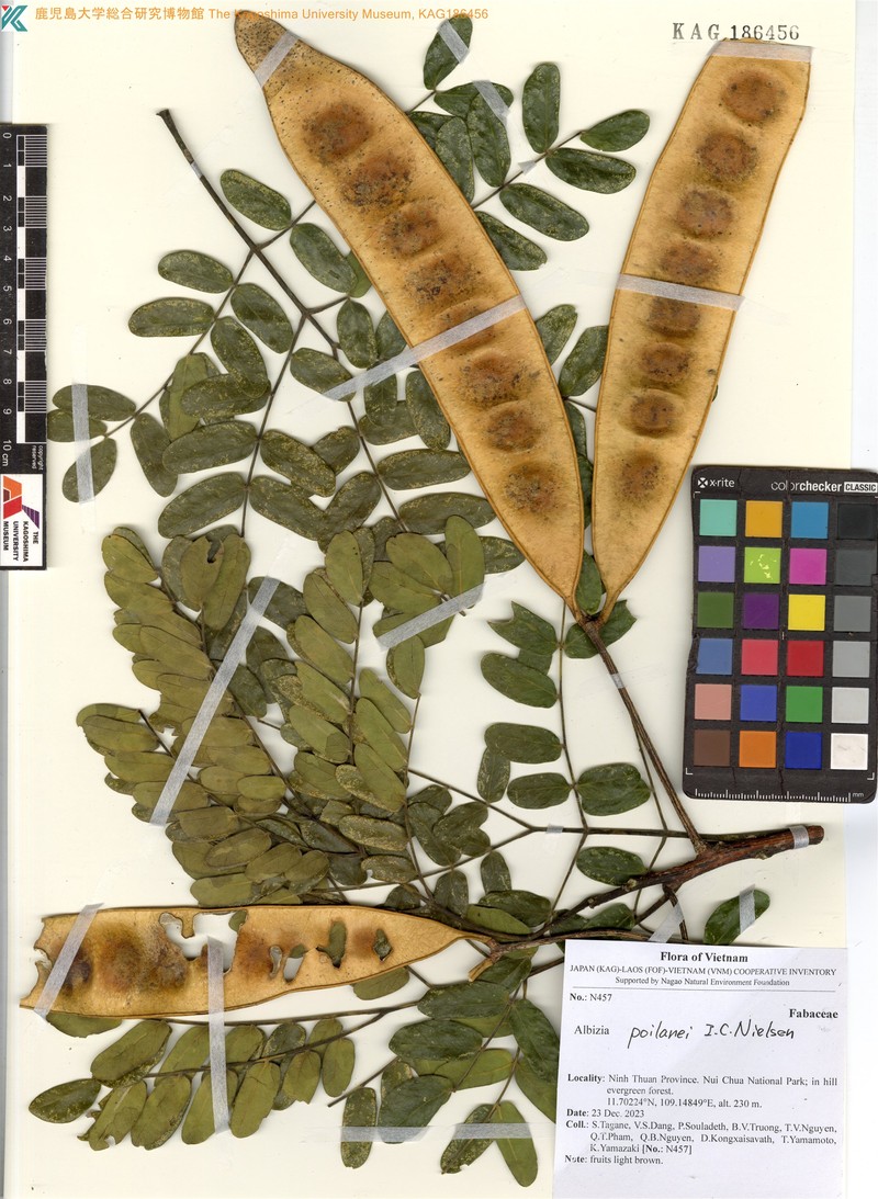 Albizia poilanei