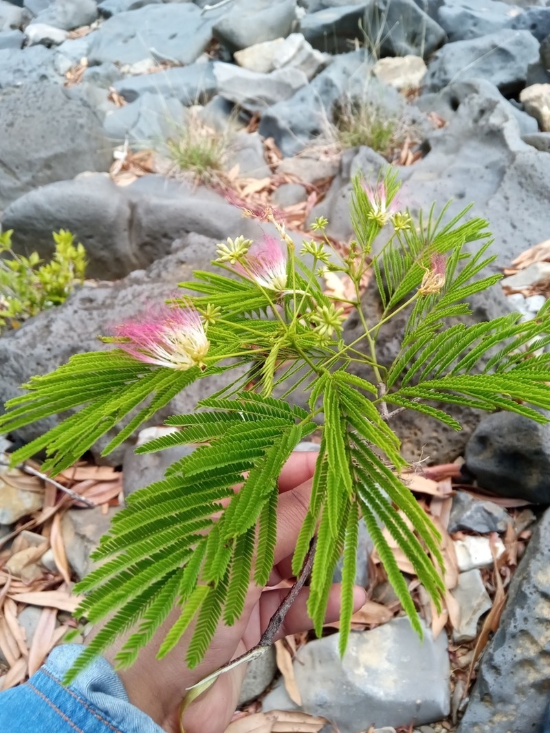 Albizia polyphylla
