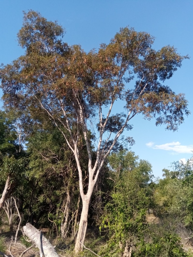 Albizia polyphylla photo 2