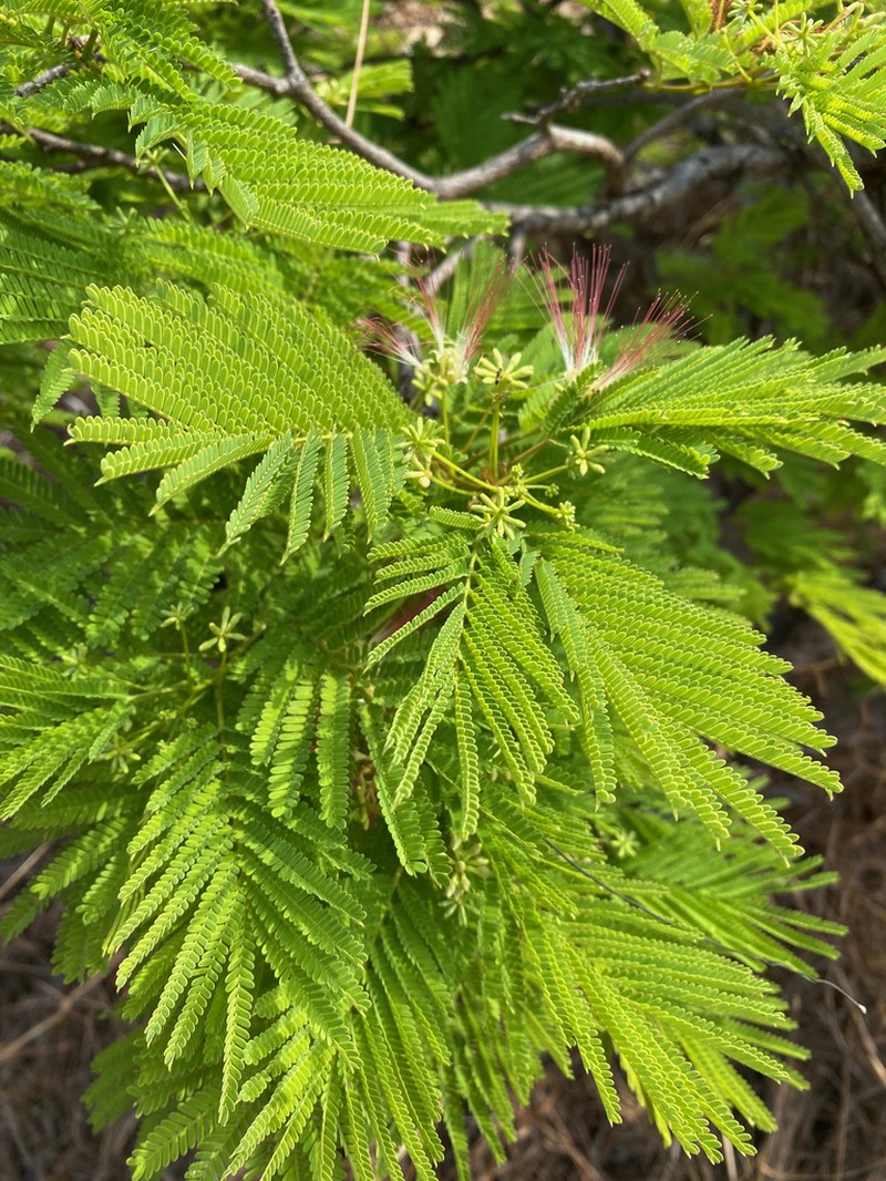 Albizia polyphylla photo 3