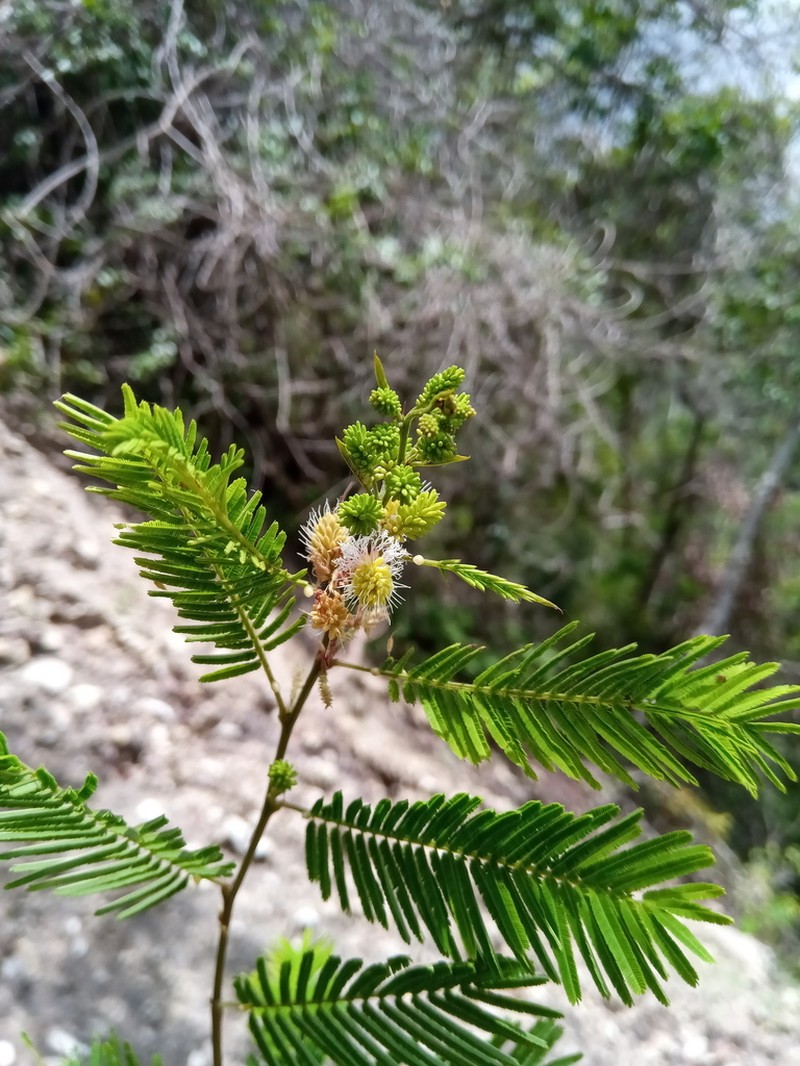 Albizia polyphylla photo 4