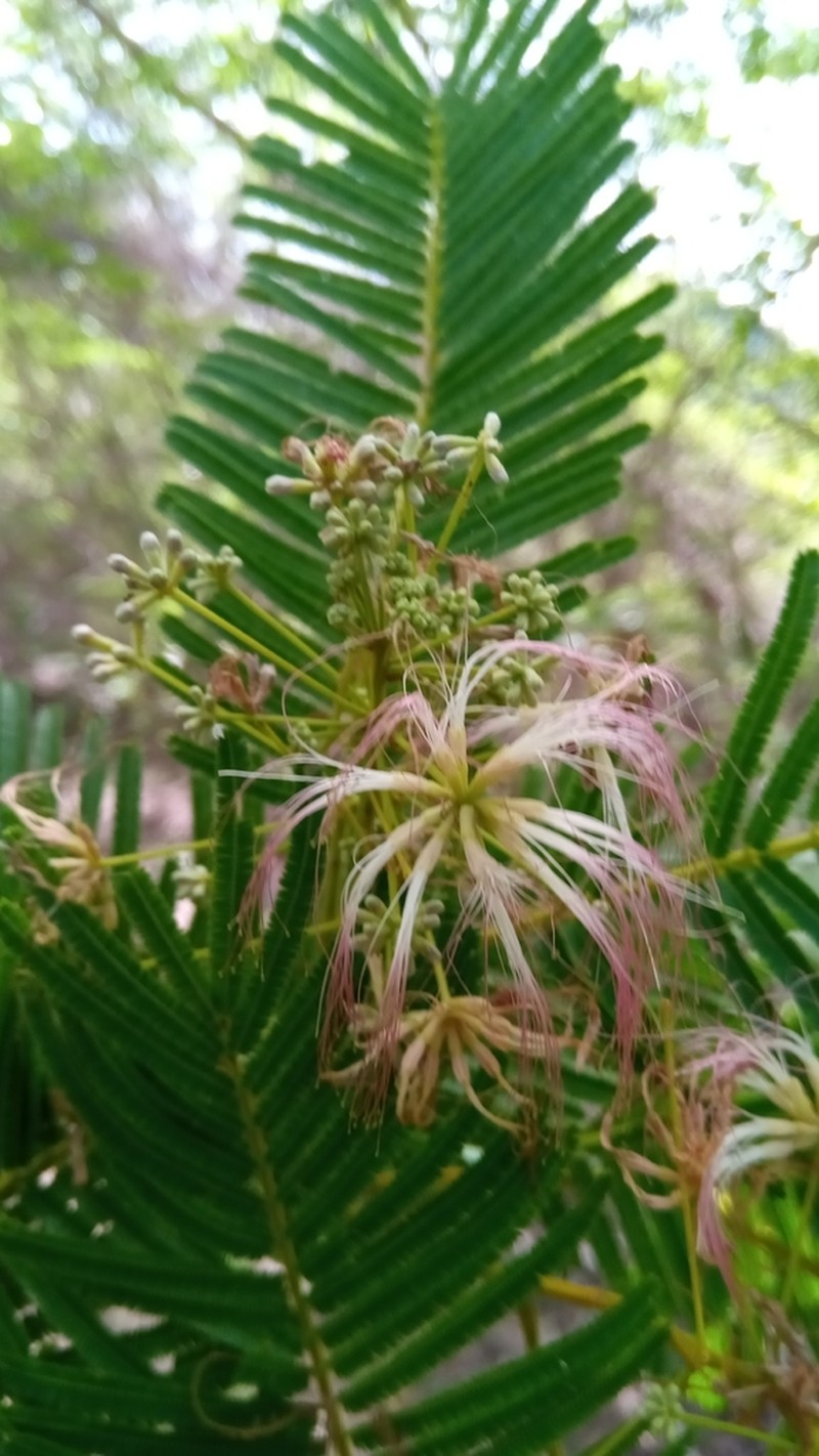 Albizia polyphylla photo 5