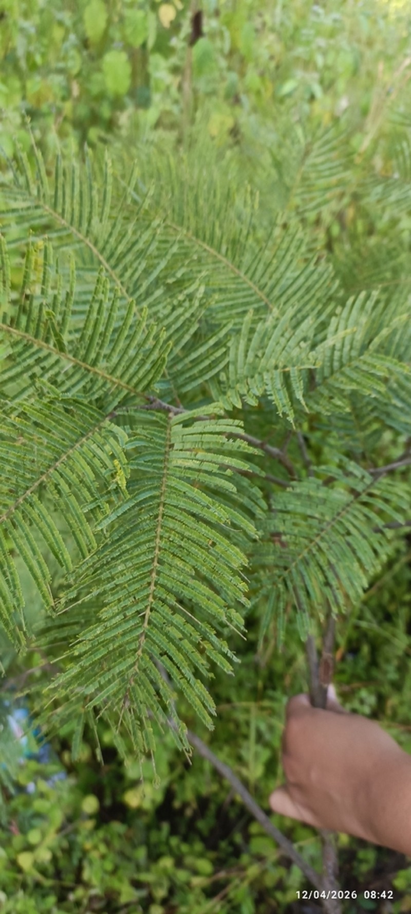 Albizia polyphylla photo 6