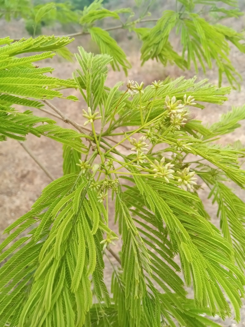 Albizia polyphylla photo 7