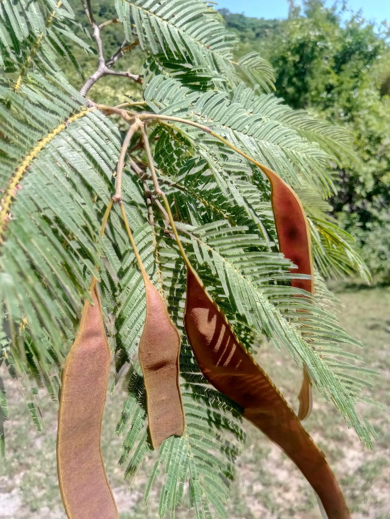 Albizia polyphylla photo 8