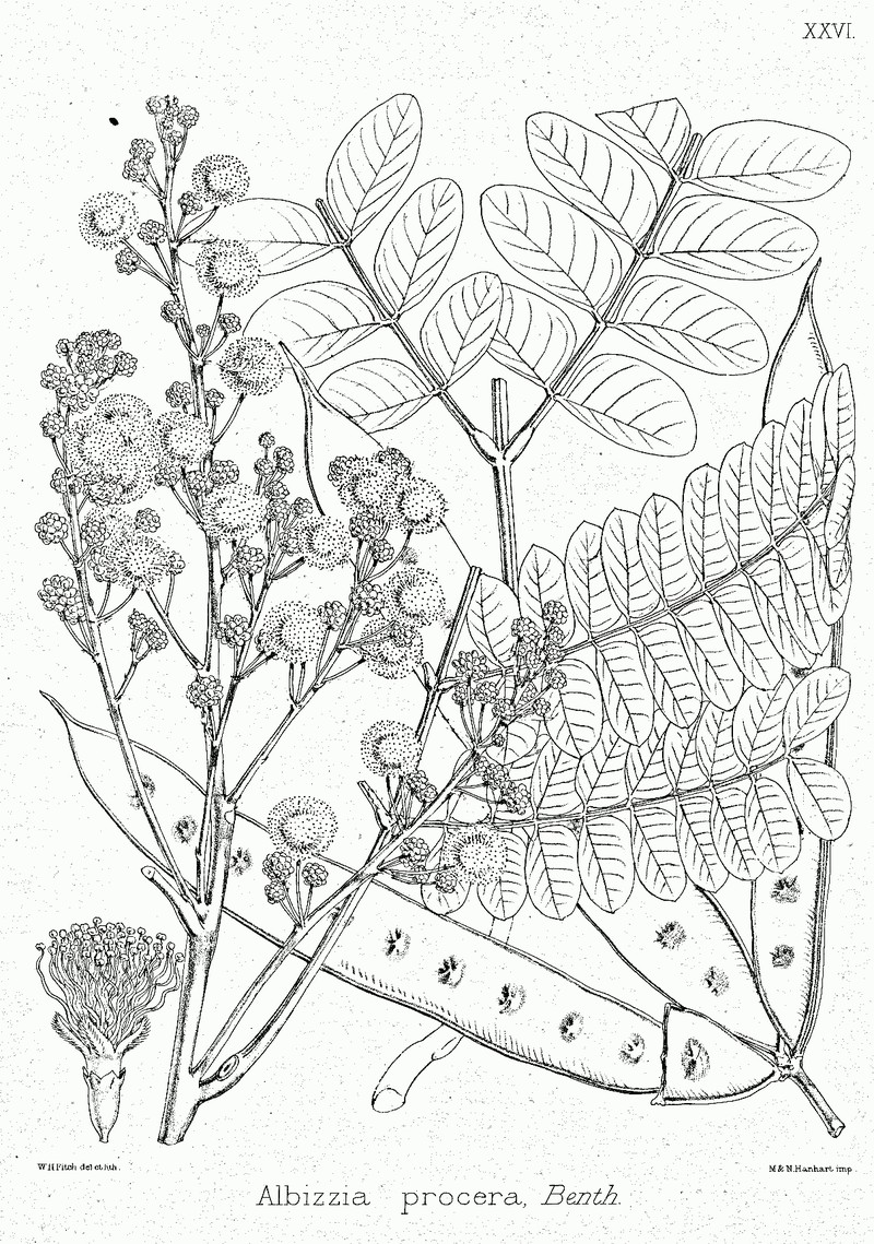 Tall Albizia