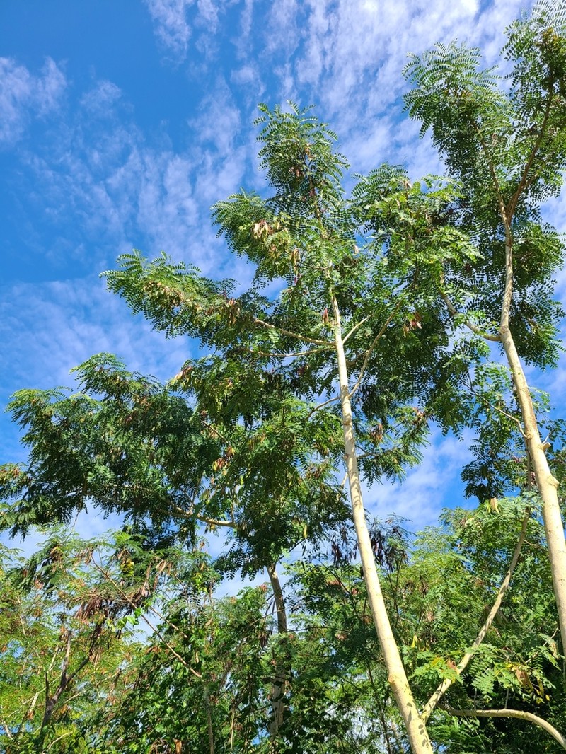 Tall Albizia photo 3