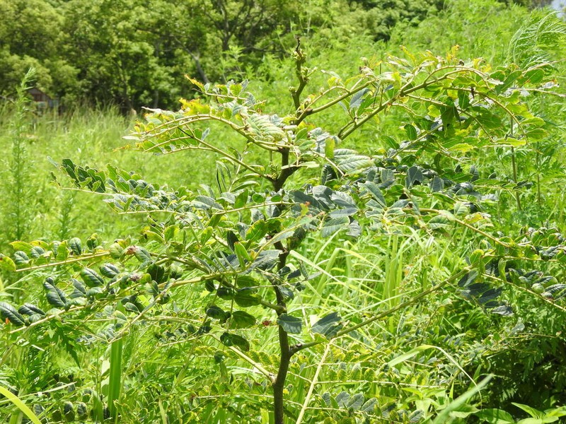 Tall Albizia photo 4
