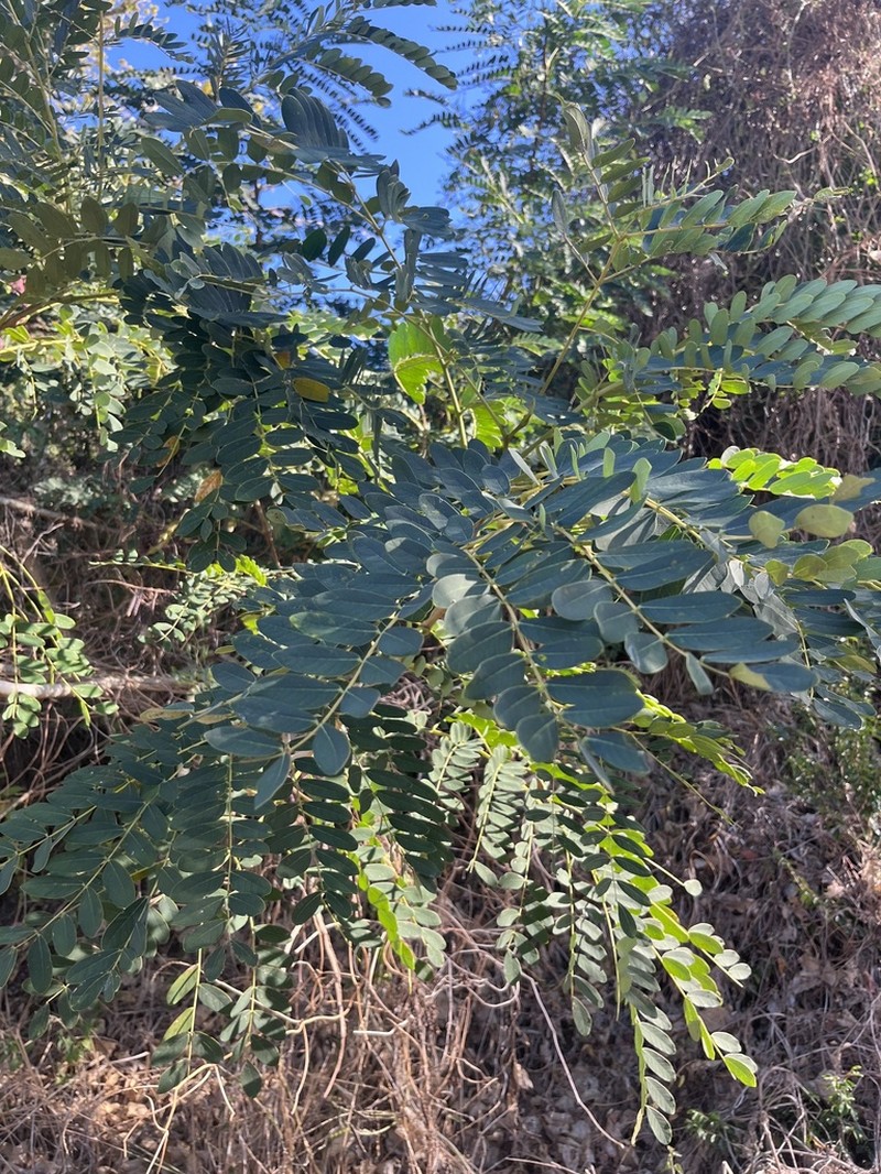 Tall Albizia photo 6
