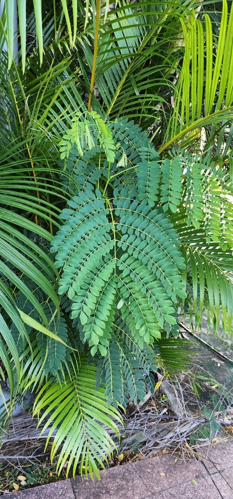 Tall Albizia photo 8
