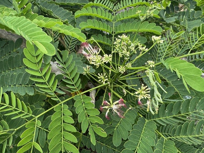 Albizia