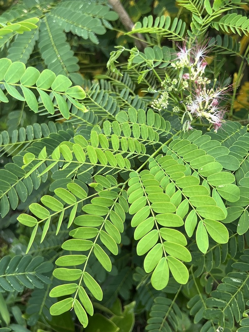 Albizia photo 2