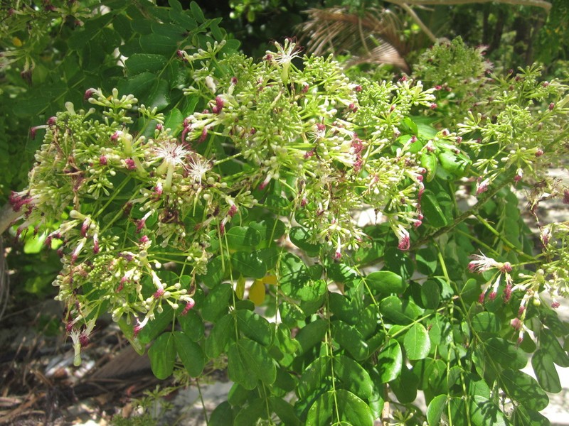 Albizia photo 4