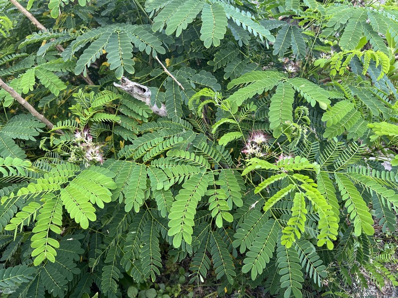 Albizia photo 5