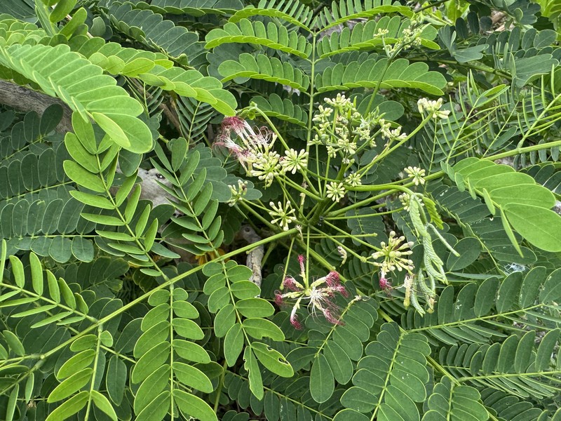 Albizia photo 6