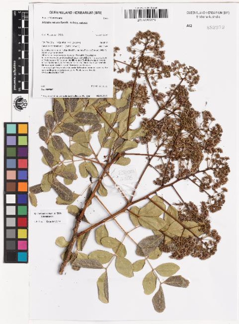 Albizia retusa subsp. retusa