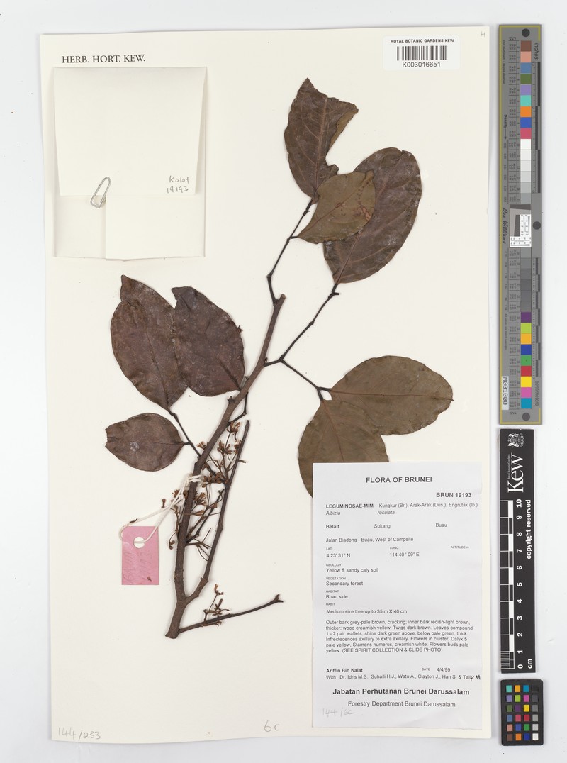 Albizia rosulata