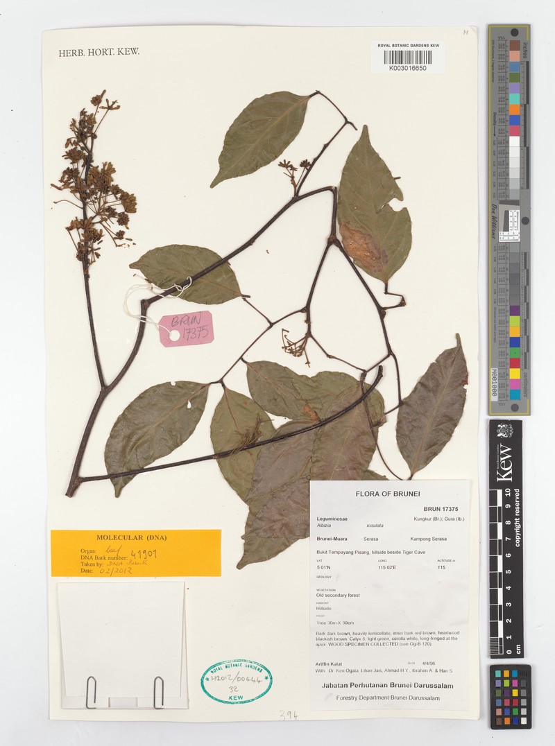 Albizia rosulata photo 2