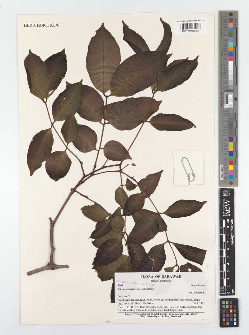 Albizia rosulata photo 3