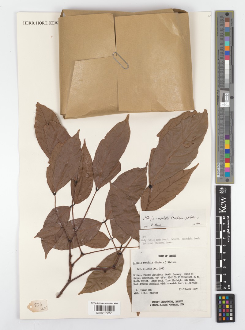 Albizia rosulata photo 4
