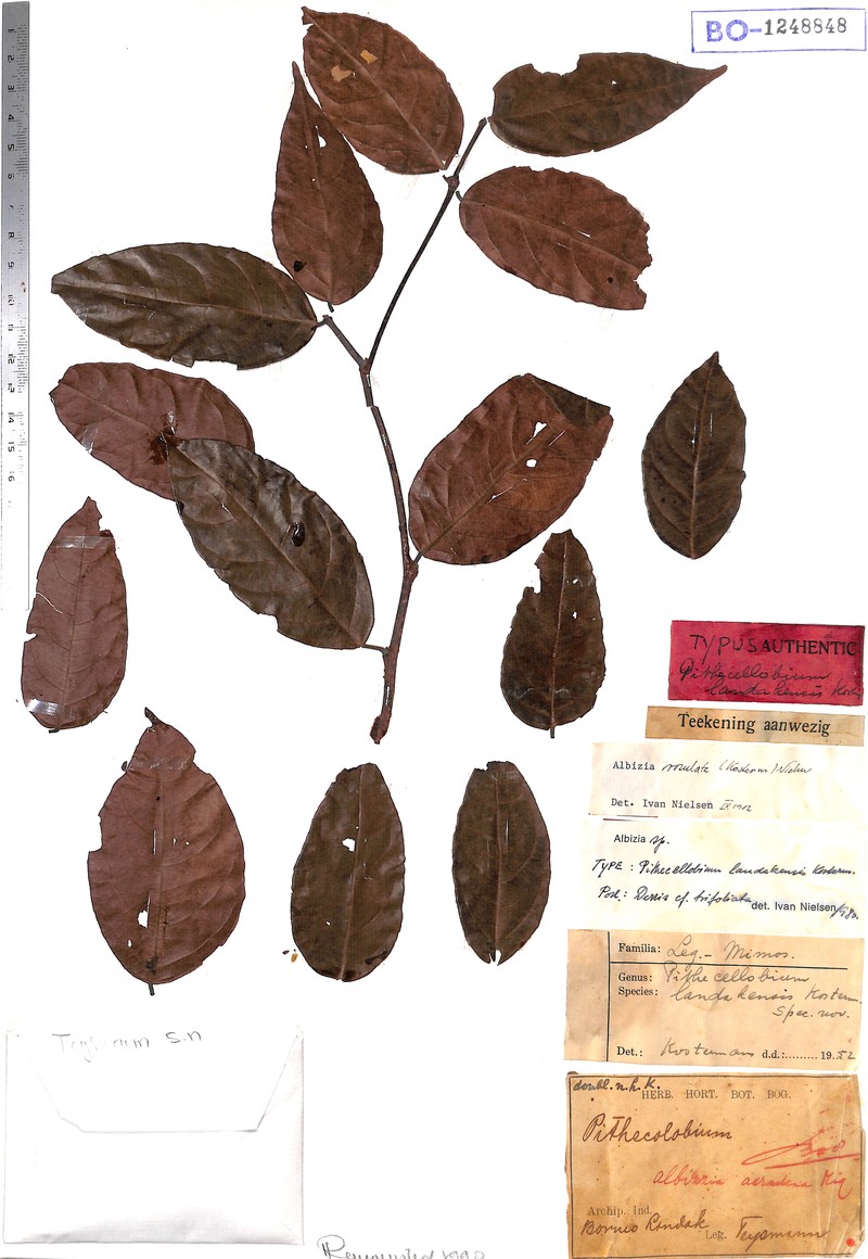 Albizia rosulata photo 7