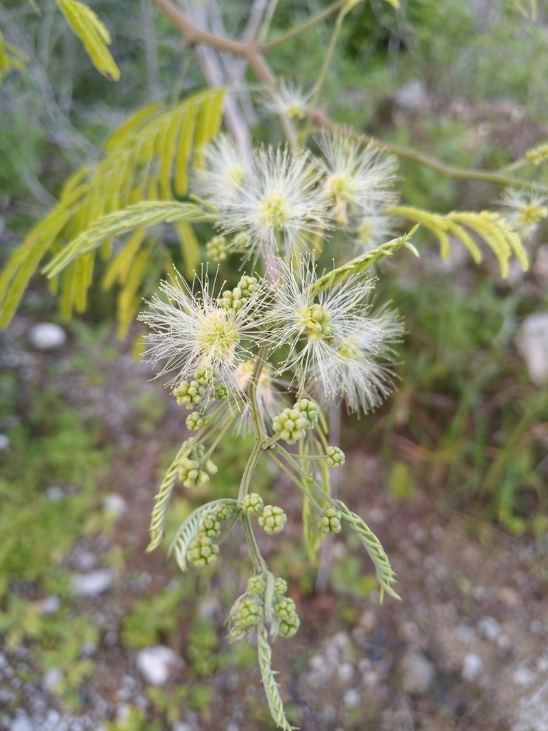 Albizia rubiginosa photo 2