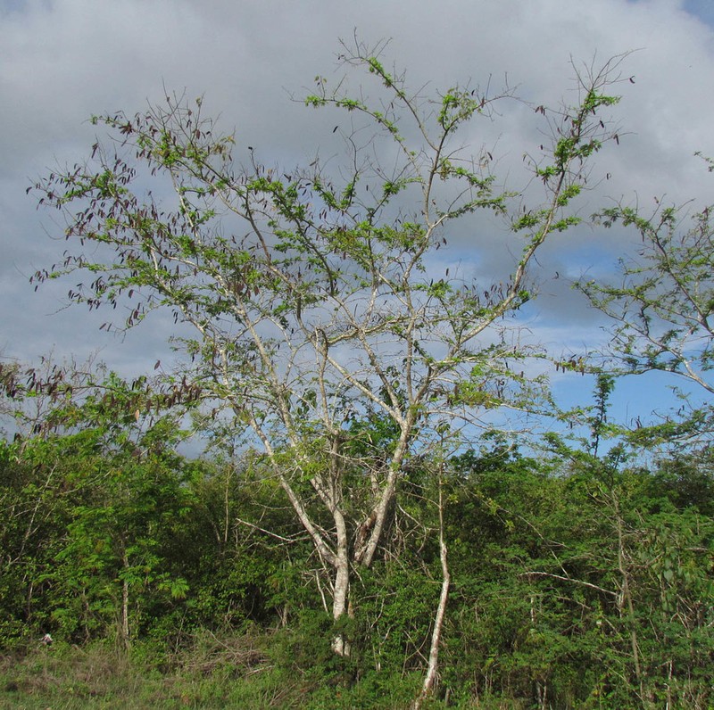 Albizia rubiginosa photo 3