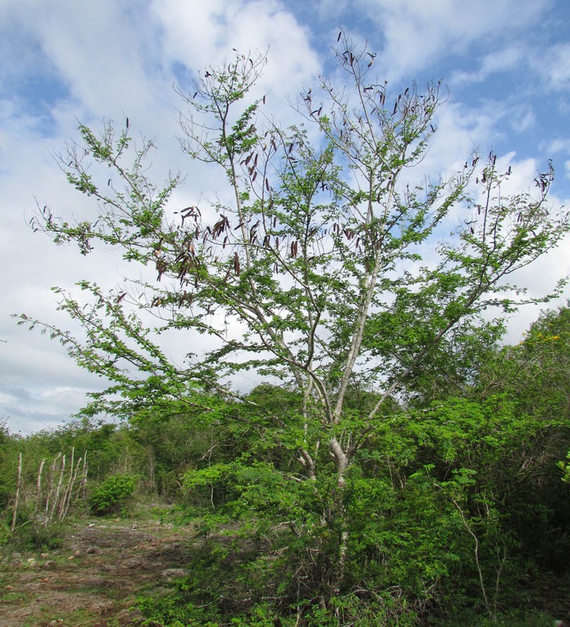 Albizia rubiginosa photo 5