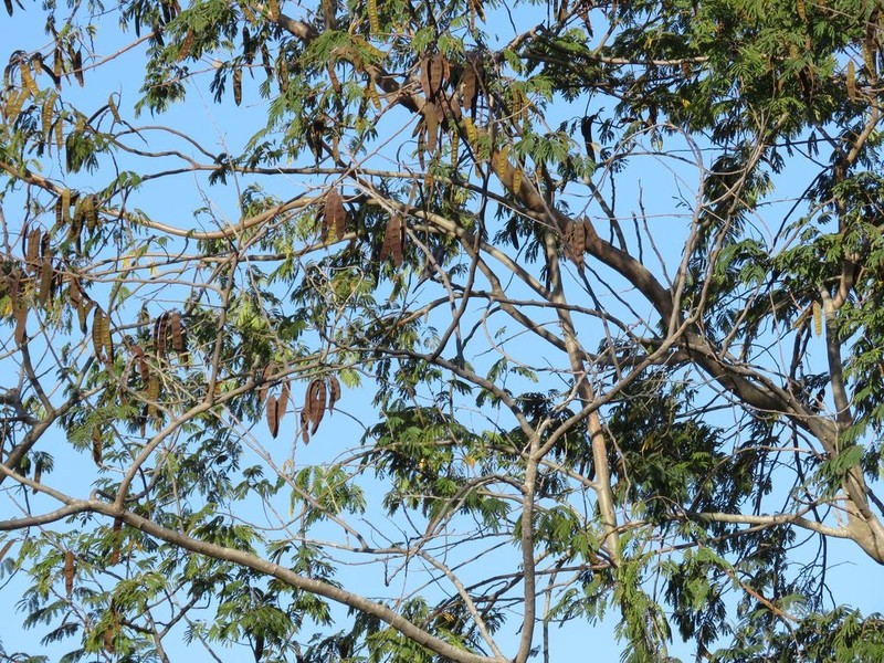 Albizia rubiginosa photo 6