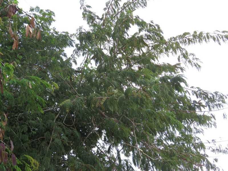 Albizia rubiginosa photo 7