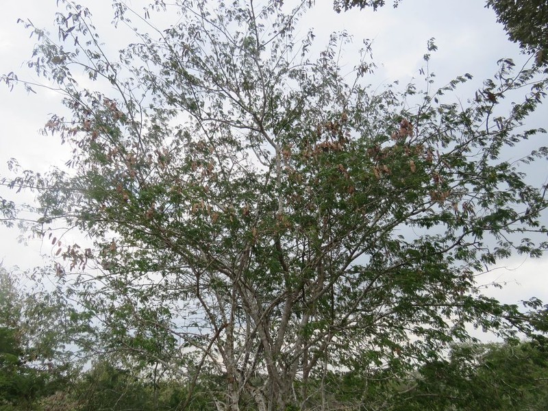 Albizia rubiginosa photo 8