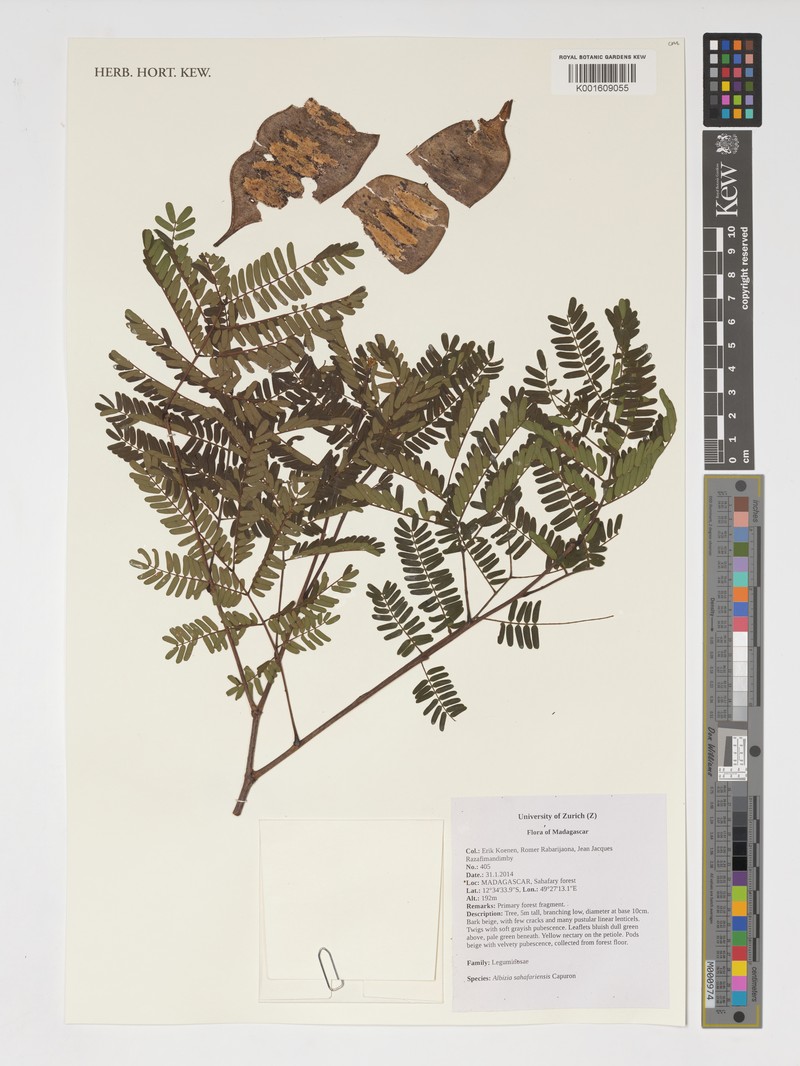 Albizia sahafariensis