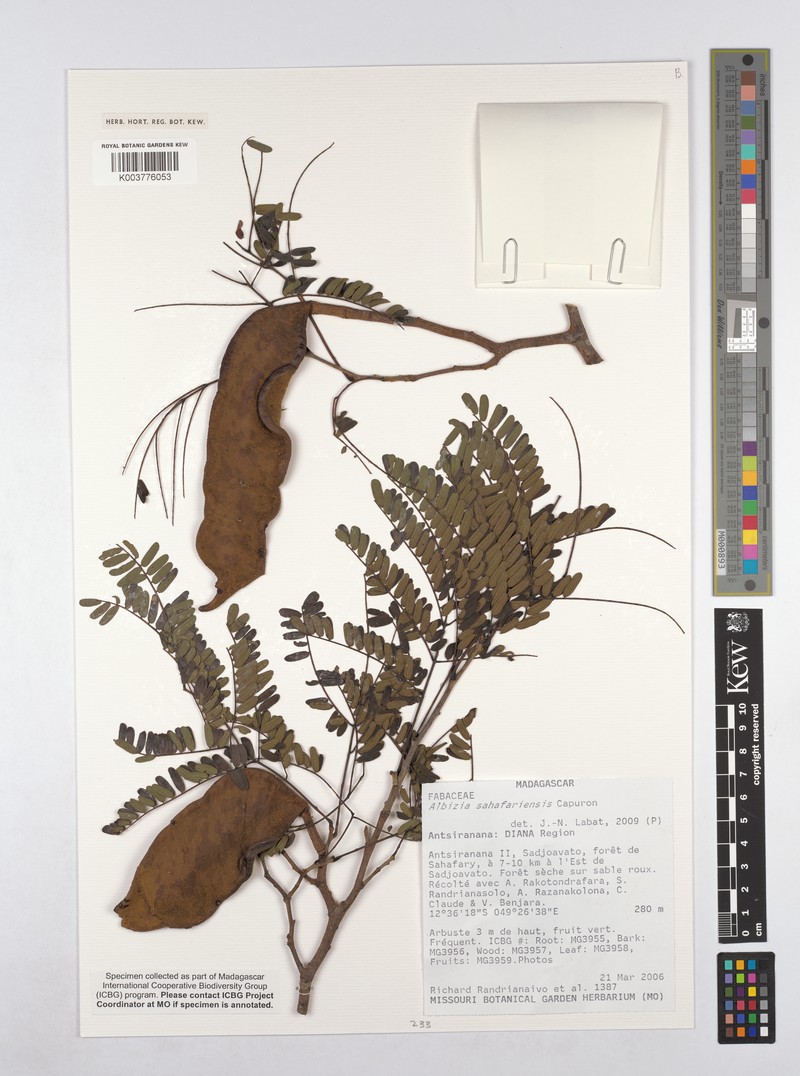 Albizia sahafariensis photo 2