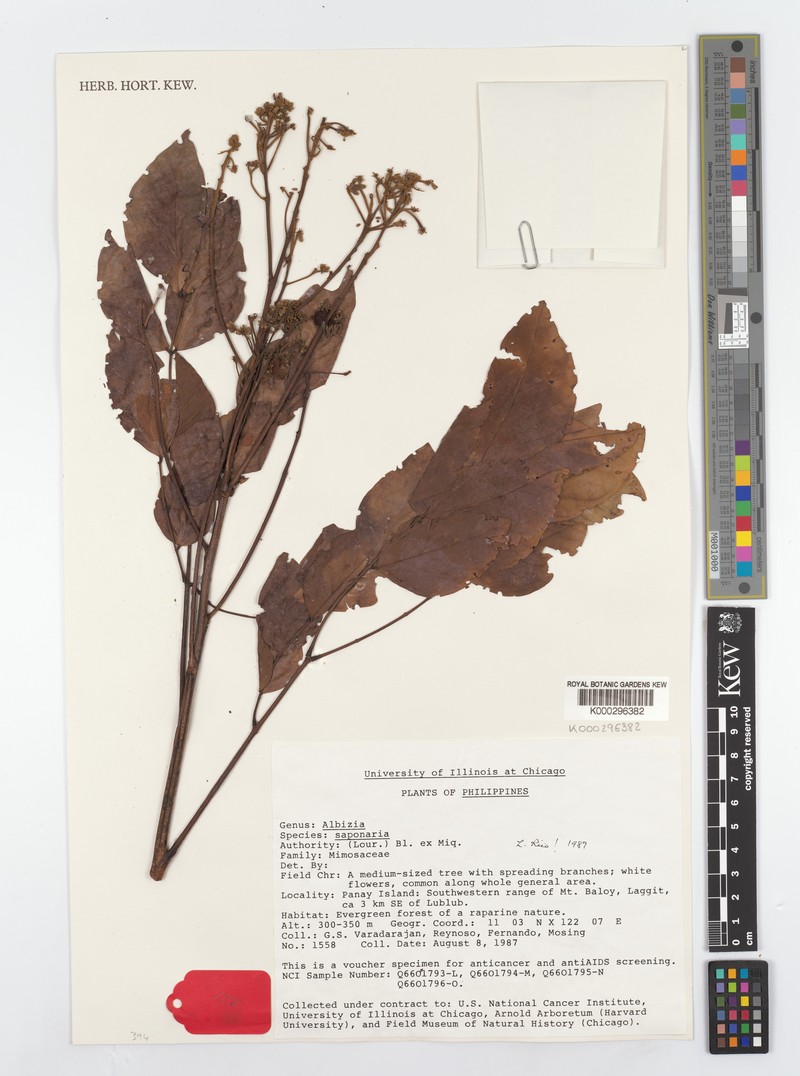 Whiteflower Albizia photo 8