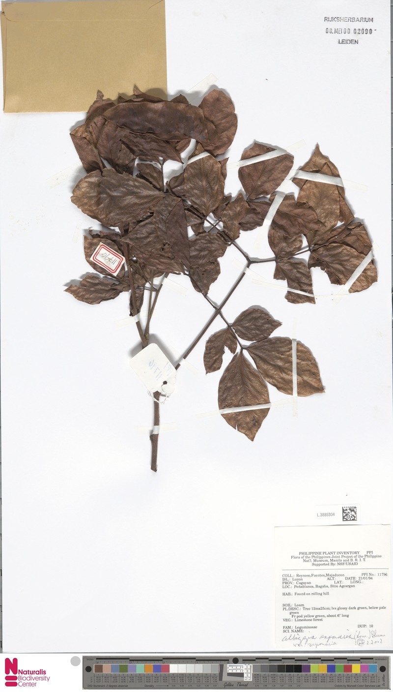 Albizia saponaria var. saponaria
