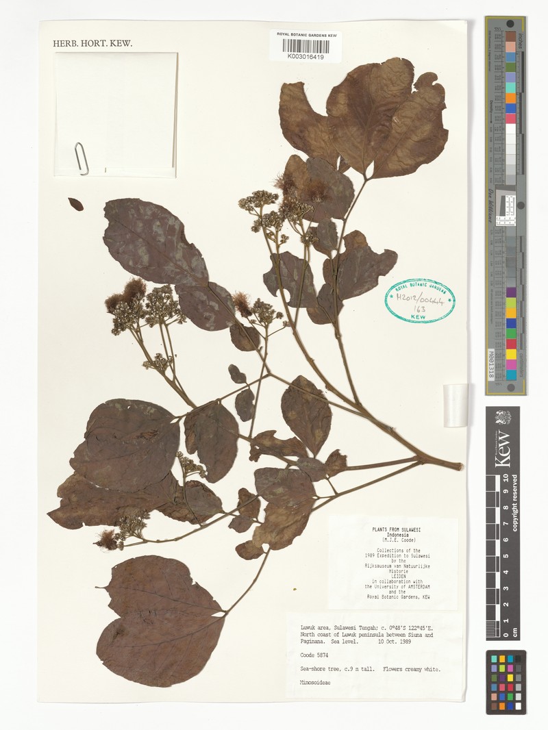Albizia saponaria var. saponaria photo 2