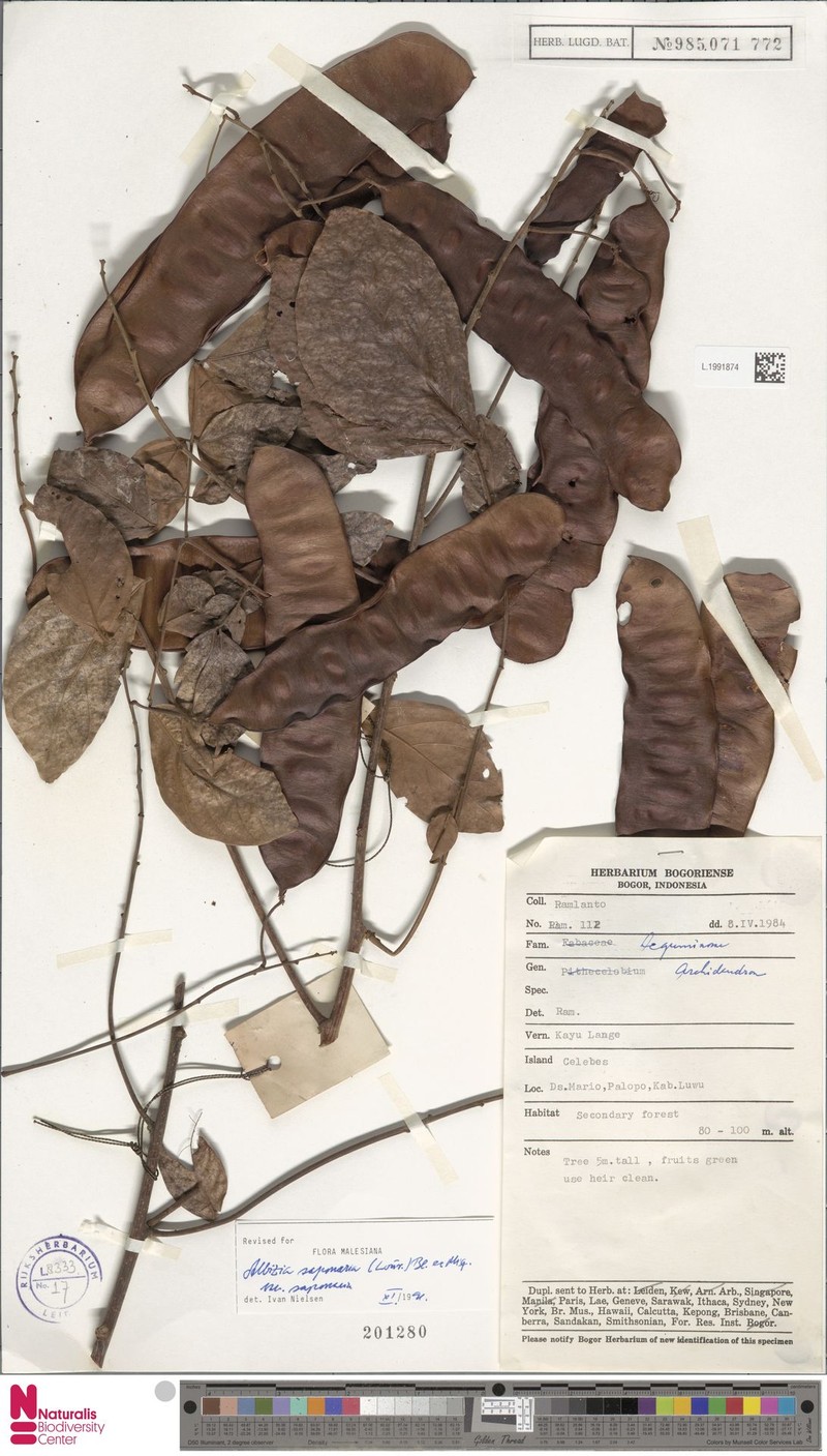 Albizia saponaria var. saponaria photo 3